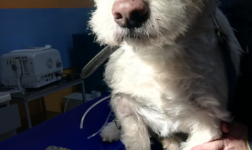 83156053_189647539091373_6120493851825143808_n