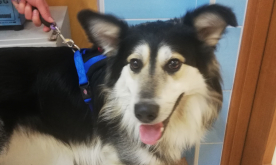 83225097_2350649008559170_1705648035704340480_n