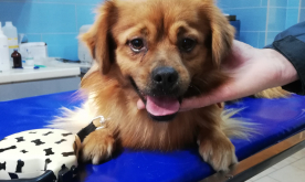 83709767_610506112827816_7026940158410752000_n